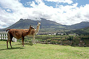 Picture 'Eq1_36_29 Highlands, Lama, Equador, Equador - Highlands'